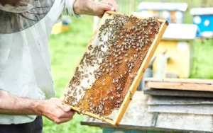 Stap in de wereld van de imker