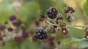 Ontdek het ándere zwarte goud